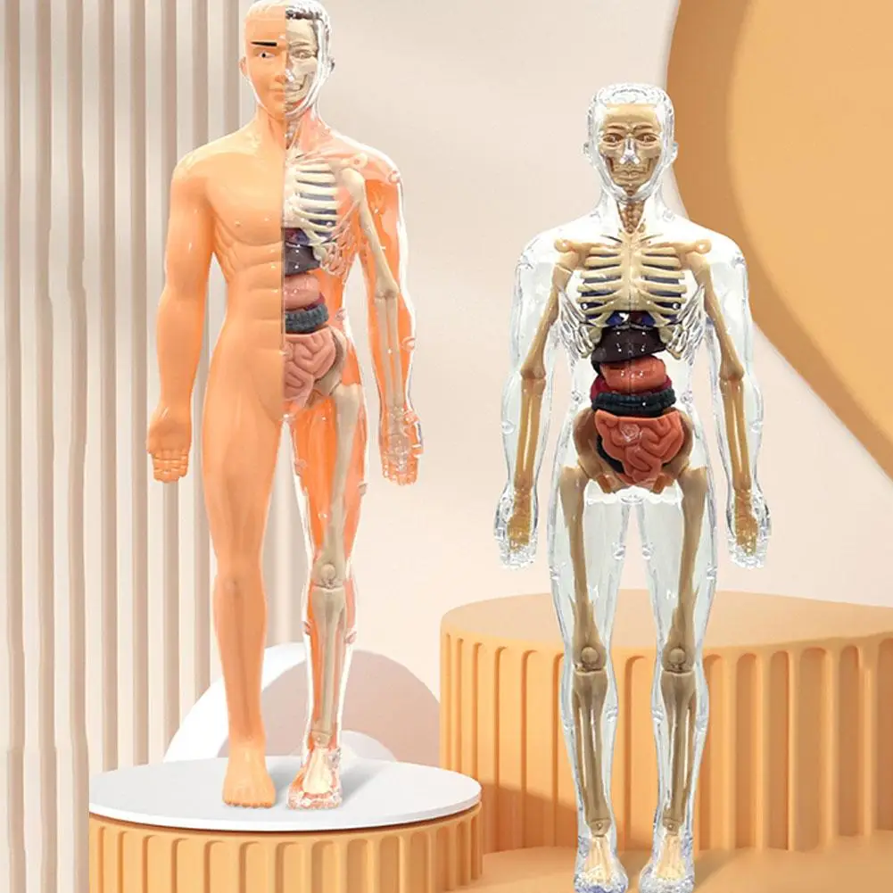 Model človeške anatomije, 16 odstranljivih organov